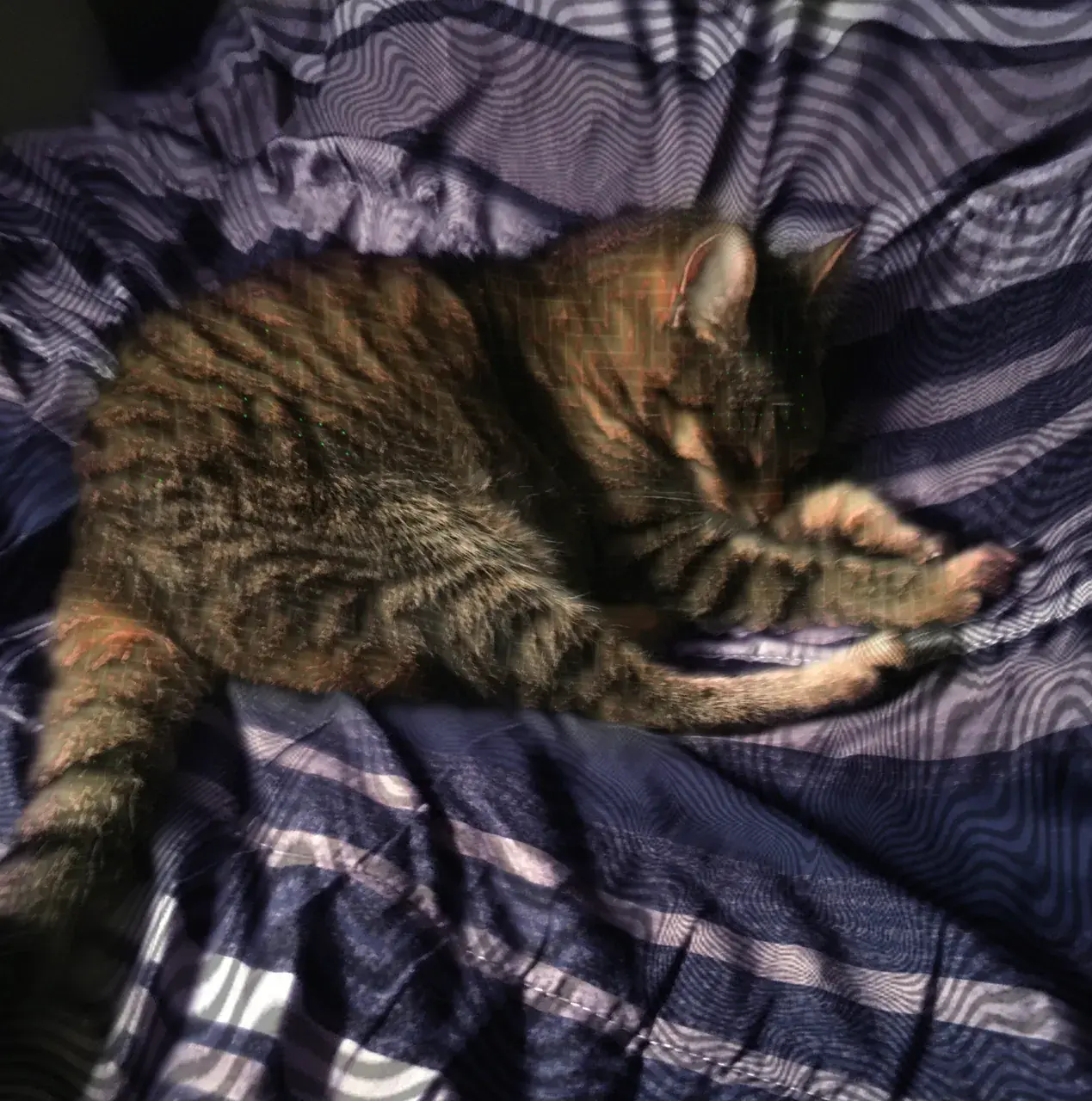 Looking at my cat on 125ug