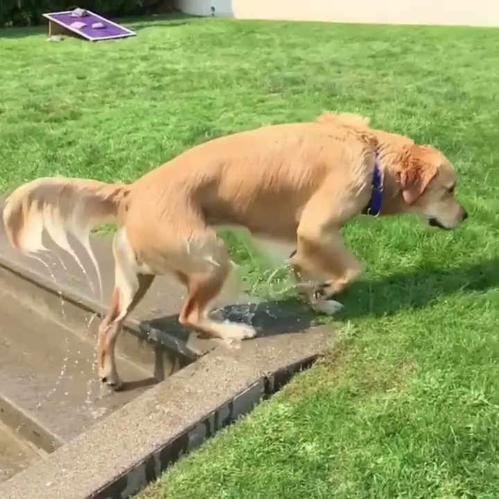Slow Motion Golden Retreiver