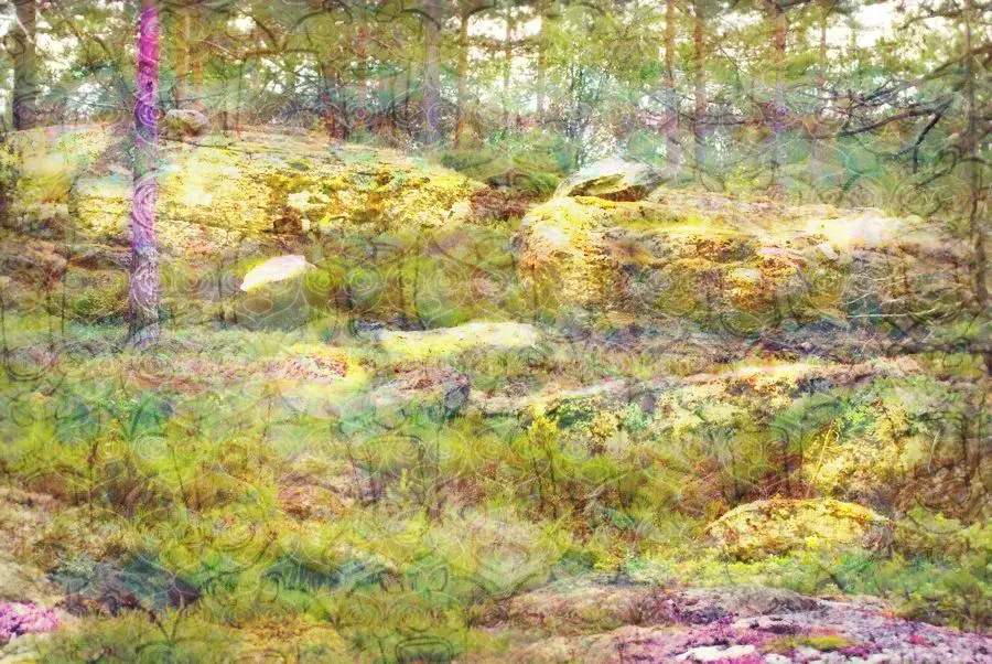 5g Shrooms + Weed in a forest