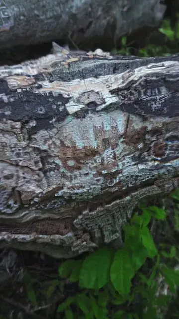 faces