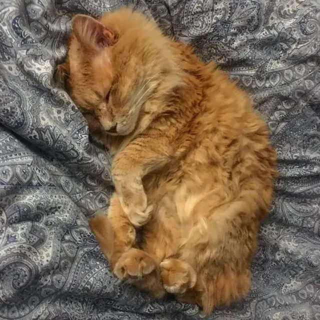 Purring Kitty