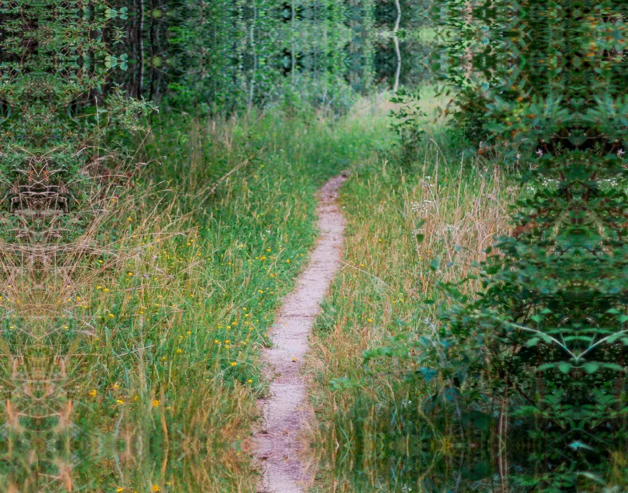 Trip in the forest, tunnel vision