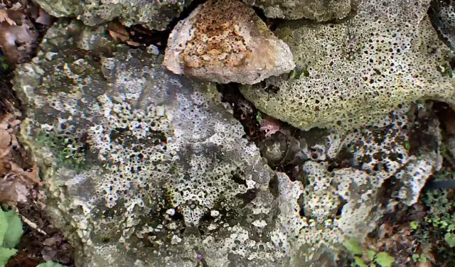 These shrooms are kicking in qquuiiiiicccccckkkkkkkkk.....