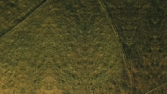 Faces in the Grass
