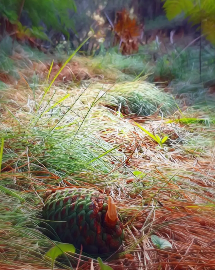 Low dose of shrooms make pine needles gorgeous
