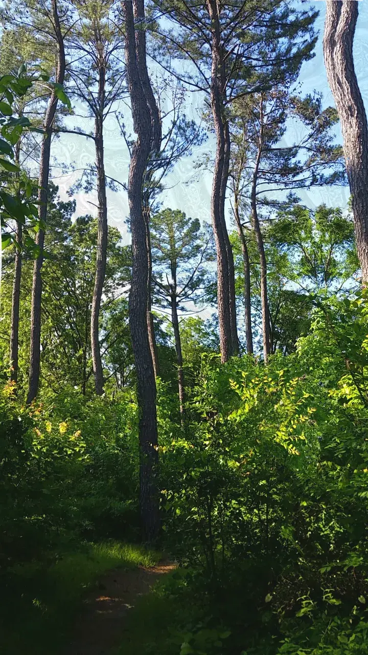 Trail to the lake