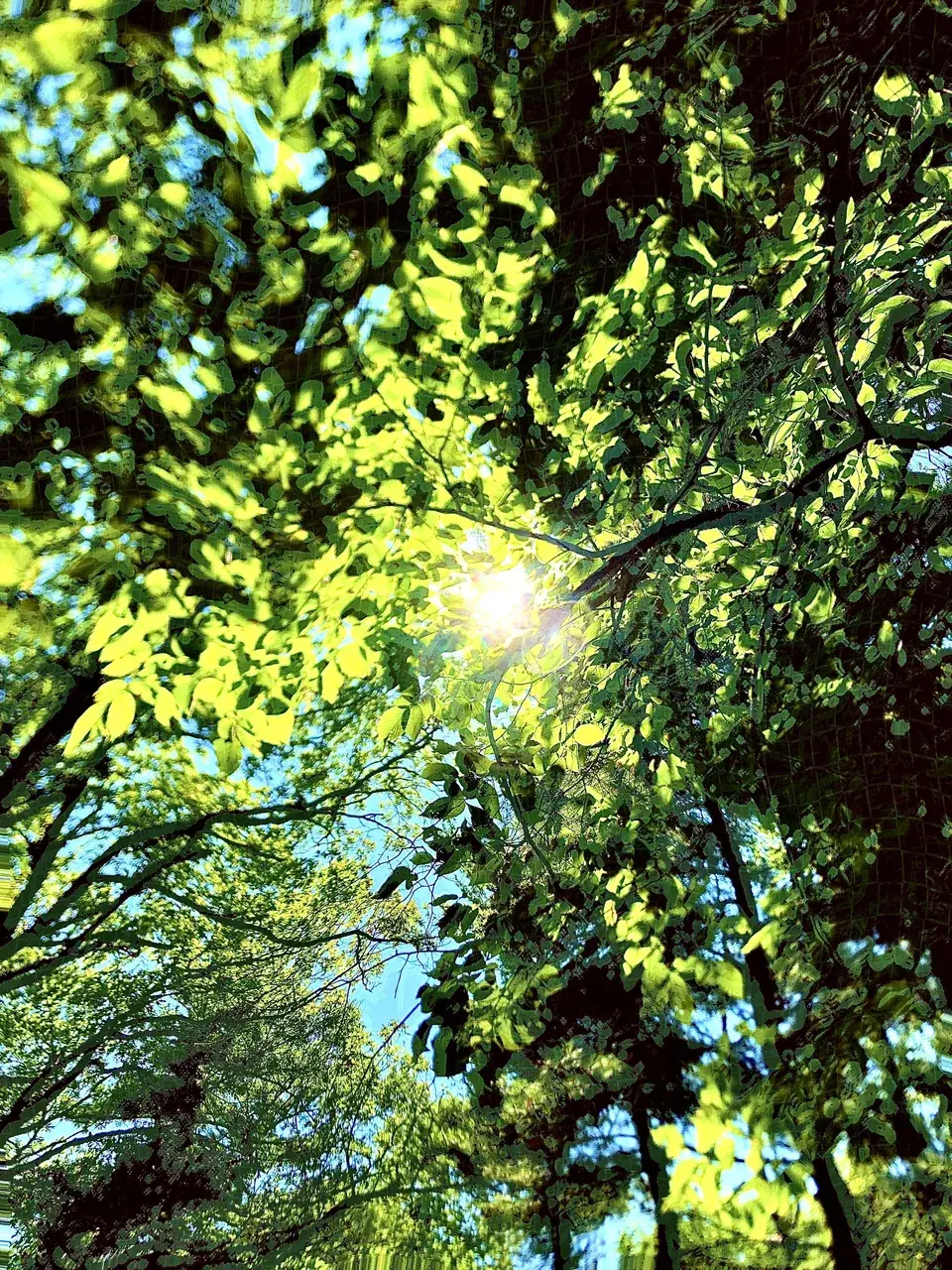 The trees are breathing...