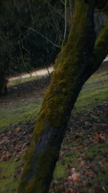 kollaba - FUNCTIONAL FLIP