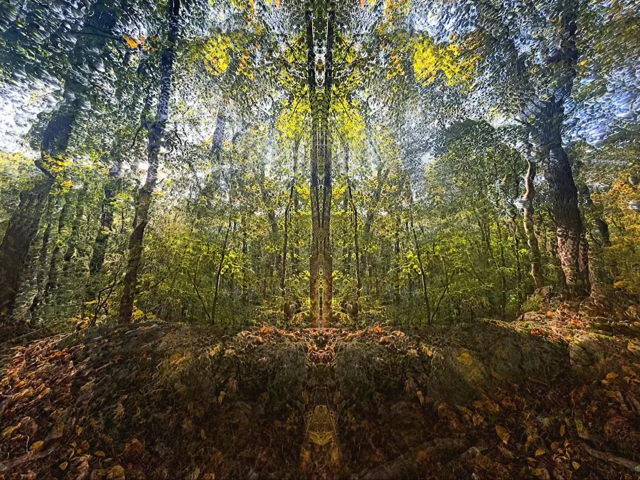 Our Natural Habitat (4-AcO-DMT)