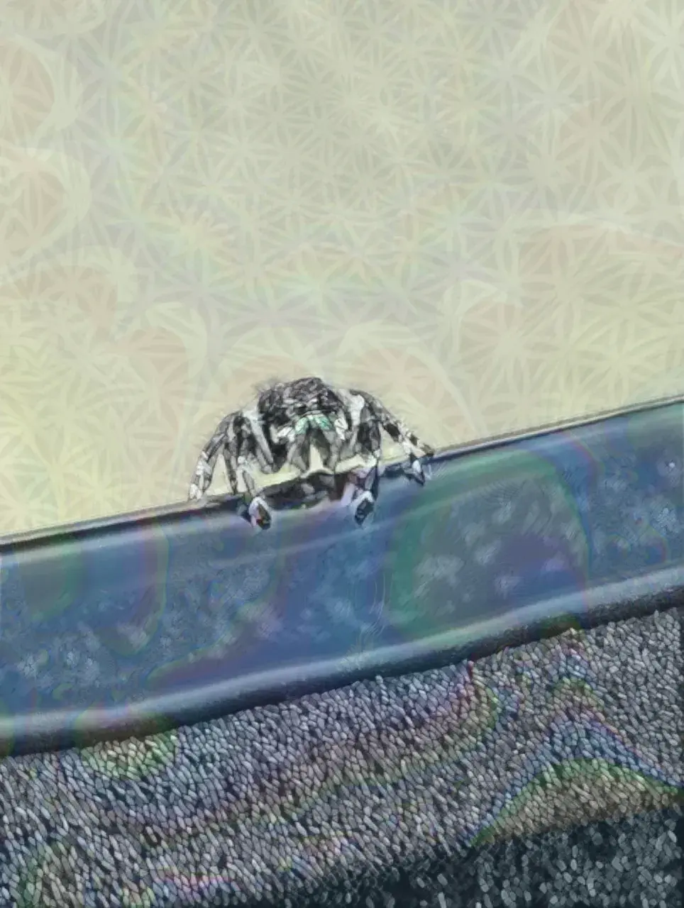 This guy got some moves 🕷🕺🏽 (300ug LSD)