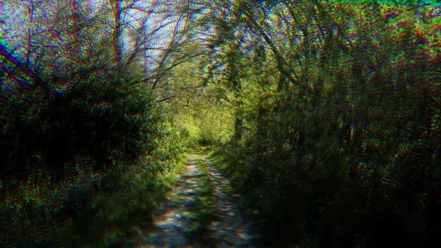 walking through the woods when the trip begins