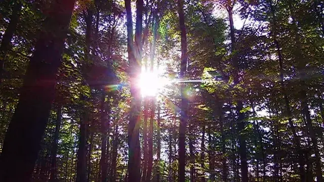 Staring at the sun on psychedelics