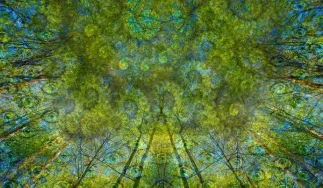 Spacing out staring at a Tree Canopy (200ug)
