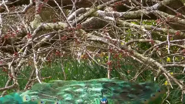 Peacock Natural replication