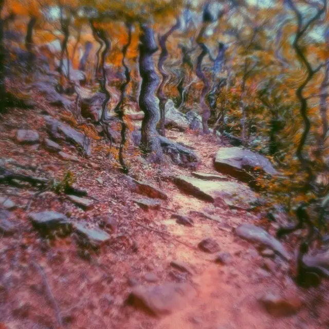 Mushroom Trip while Hiking.