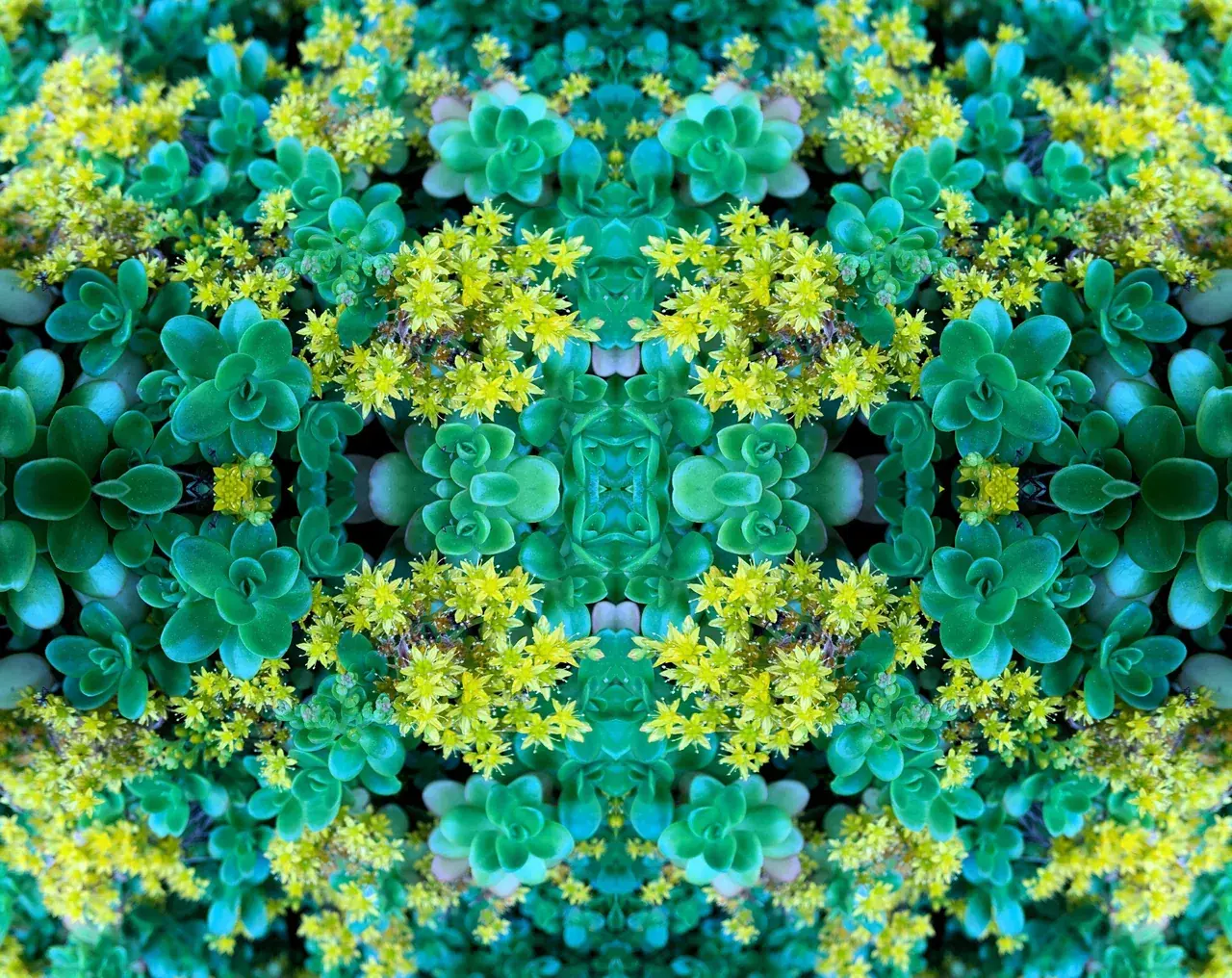 Flowering Succulents (oc)