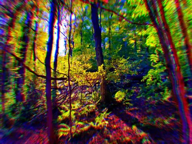 Took a walk in the woods...shrooms.