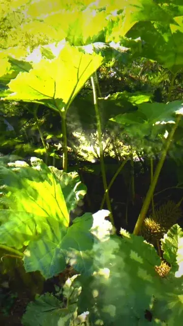 The expansion of nature (LSD)