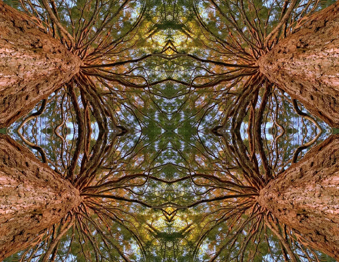 Staring at the canopy (oc)