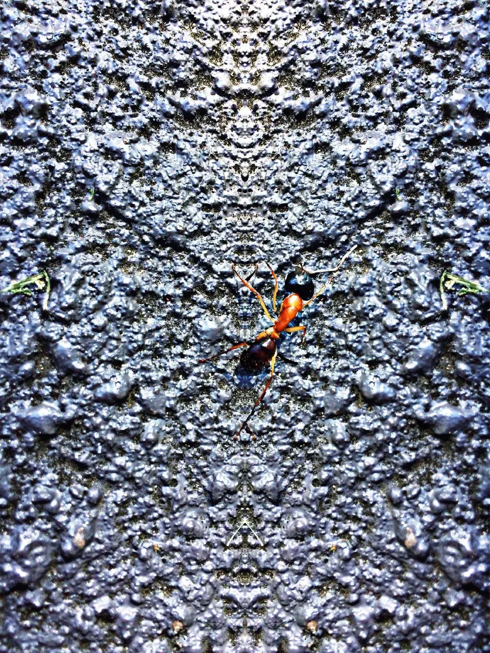 Looking at an ant on LSD