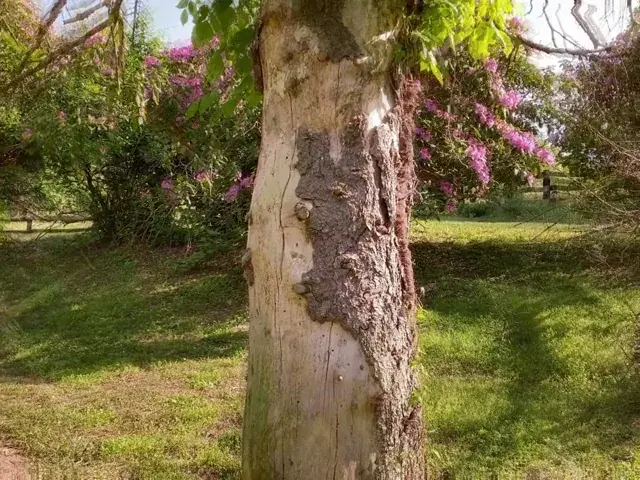 this tree groovin