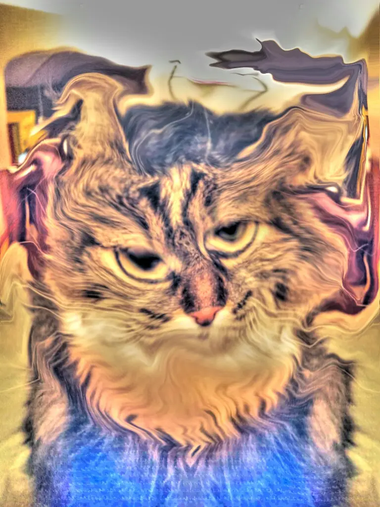 This is how my cat looks when I dose