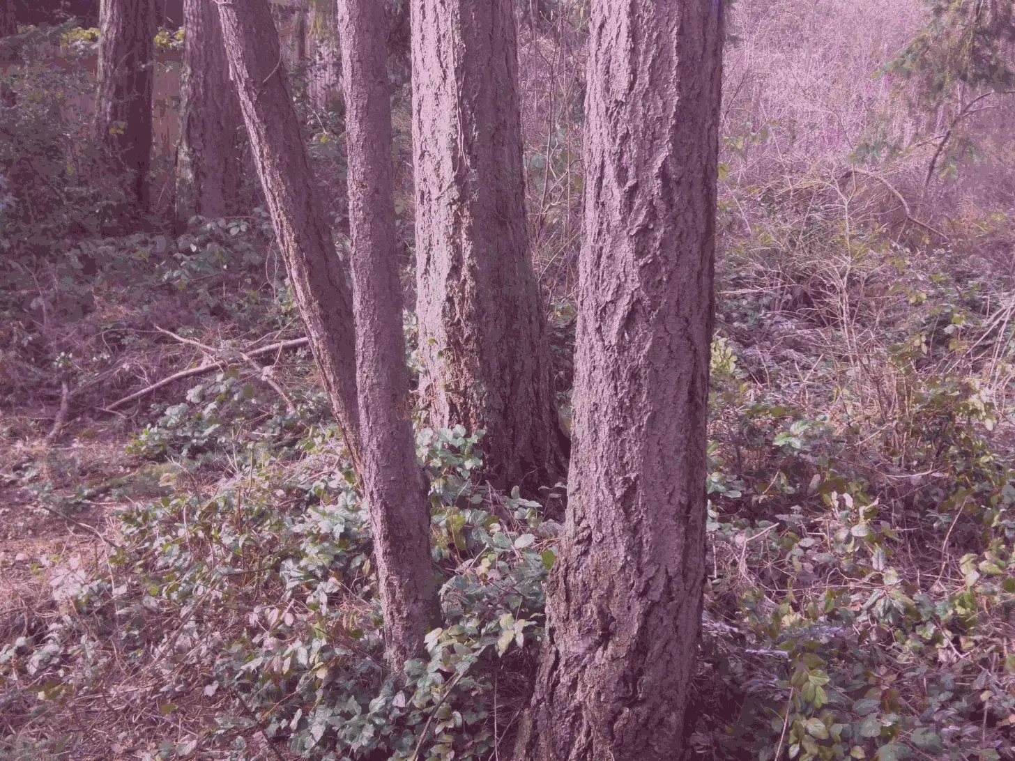 A very crude replication of color shifting on LSD