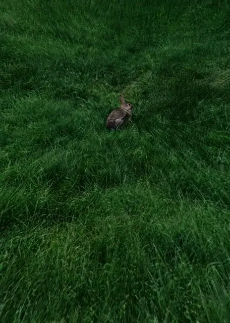 bun bun