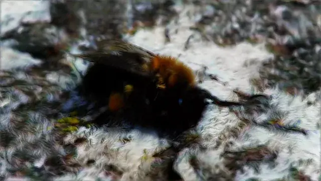 Lucy the Bee (~100ug)