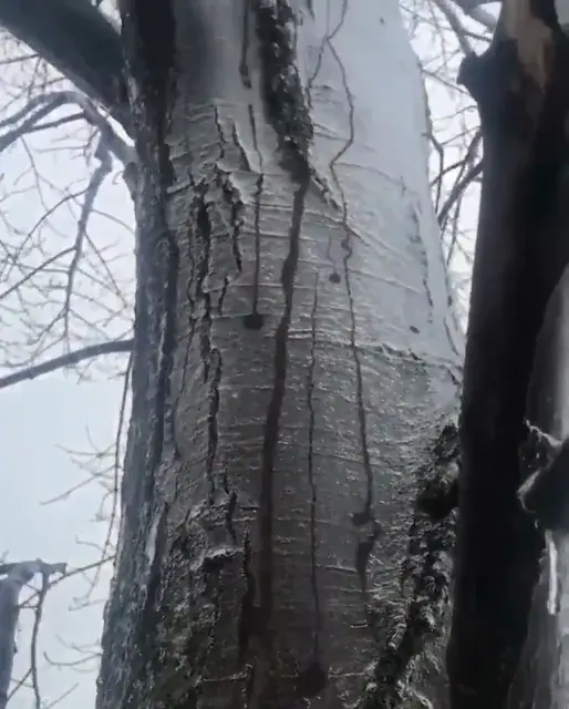 The trees are alive man