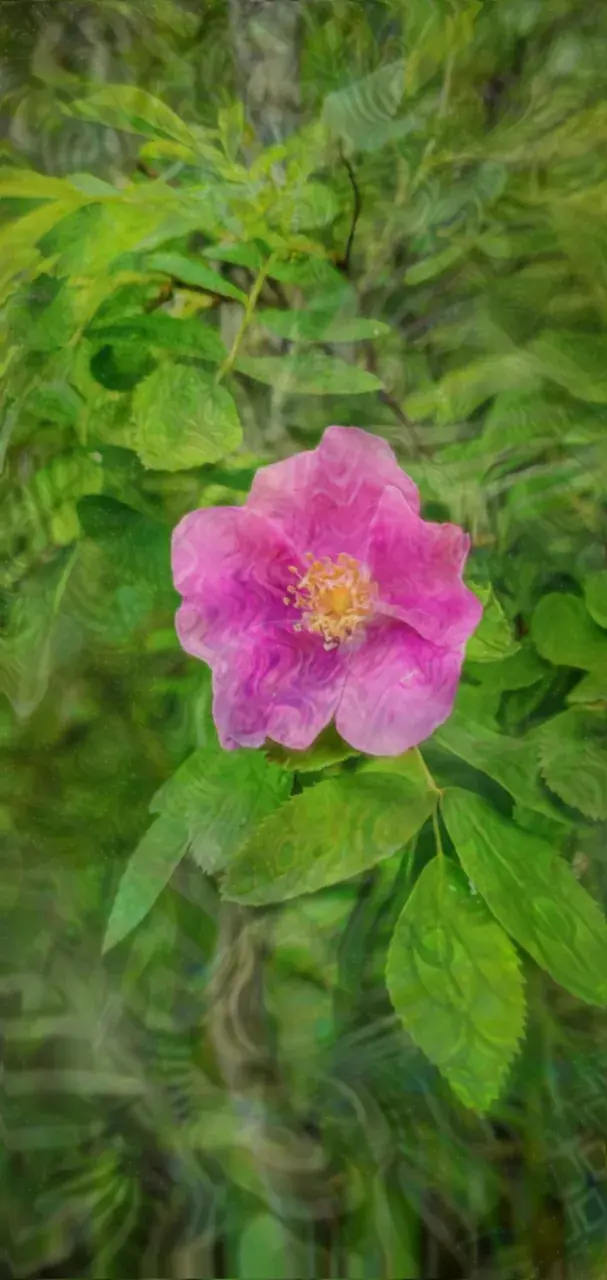 Some LSD Visuals [OC]