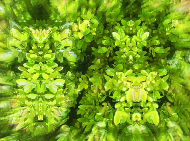 Holy shit these leaves are beautiful...