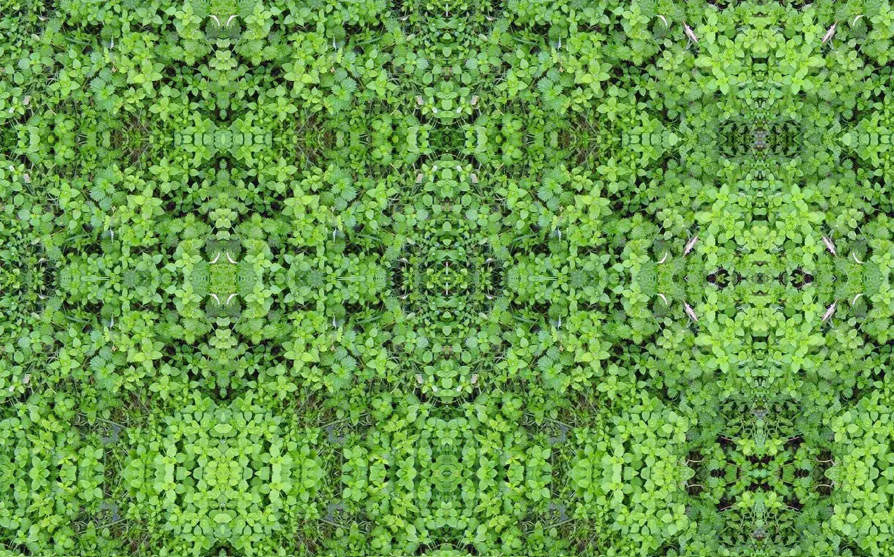 Clovers on 2C-B