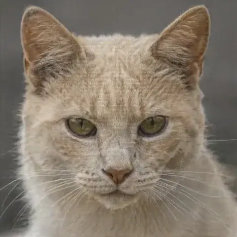 Hey... What kind of cat is that? (Attempt @ LSD shapeshifting visuals)