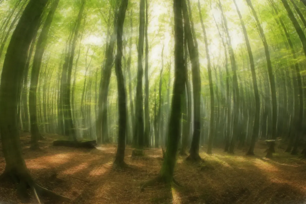 Typical trippy forest pic