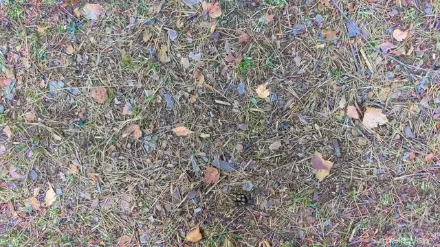 I got stuck staring at forest floor again