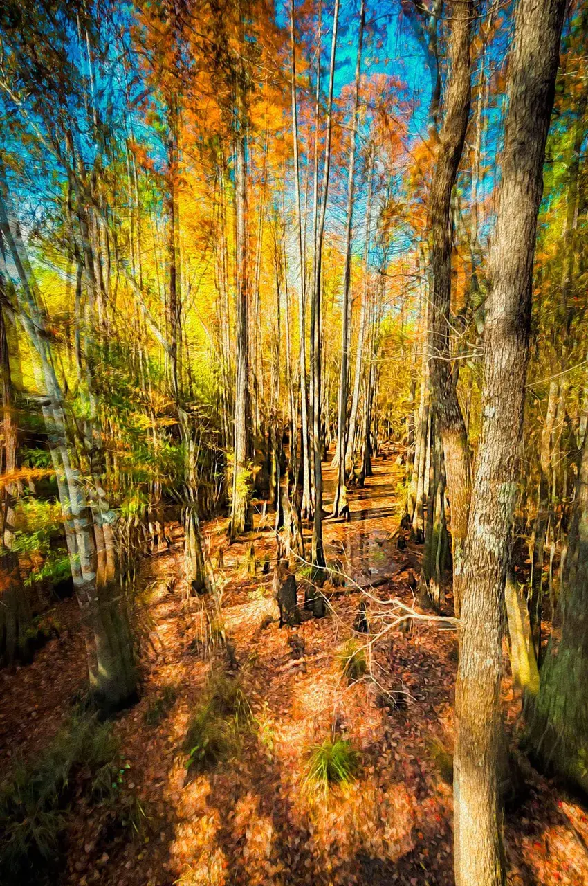 Through the Woods