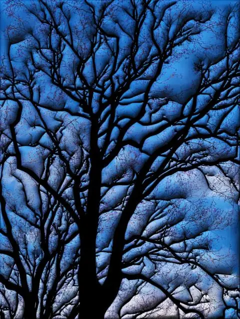 Void tree (OC)