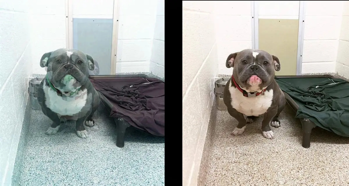 Puppy, THC, MDMA,LSD.