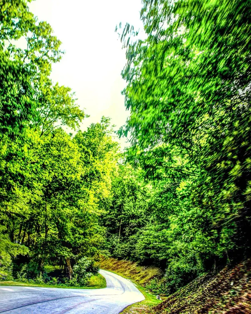 🌿🍃🌿