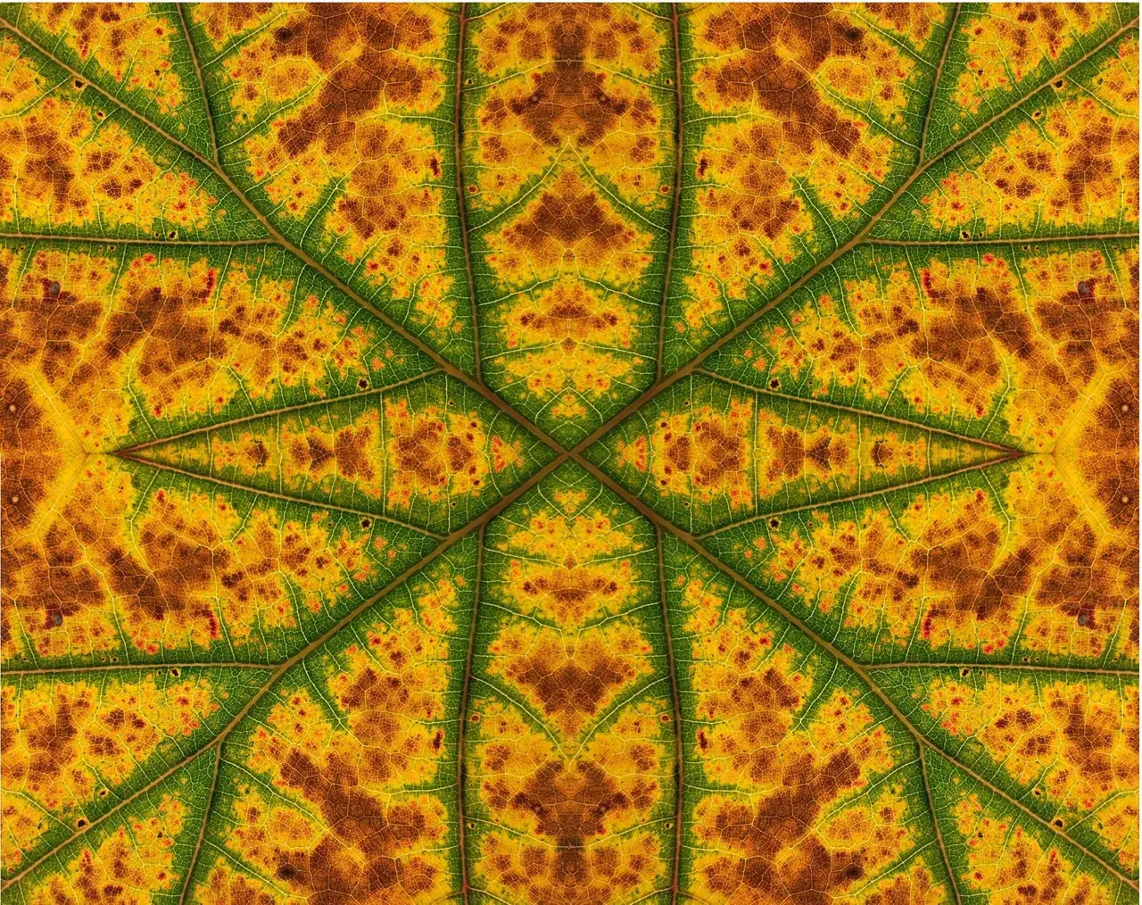 Naturally occurring fractal pattern y