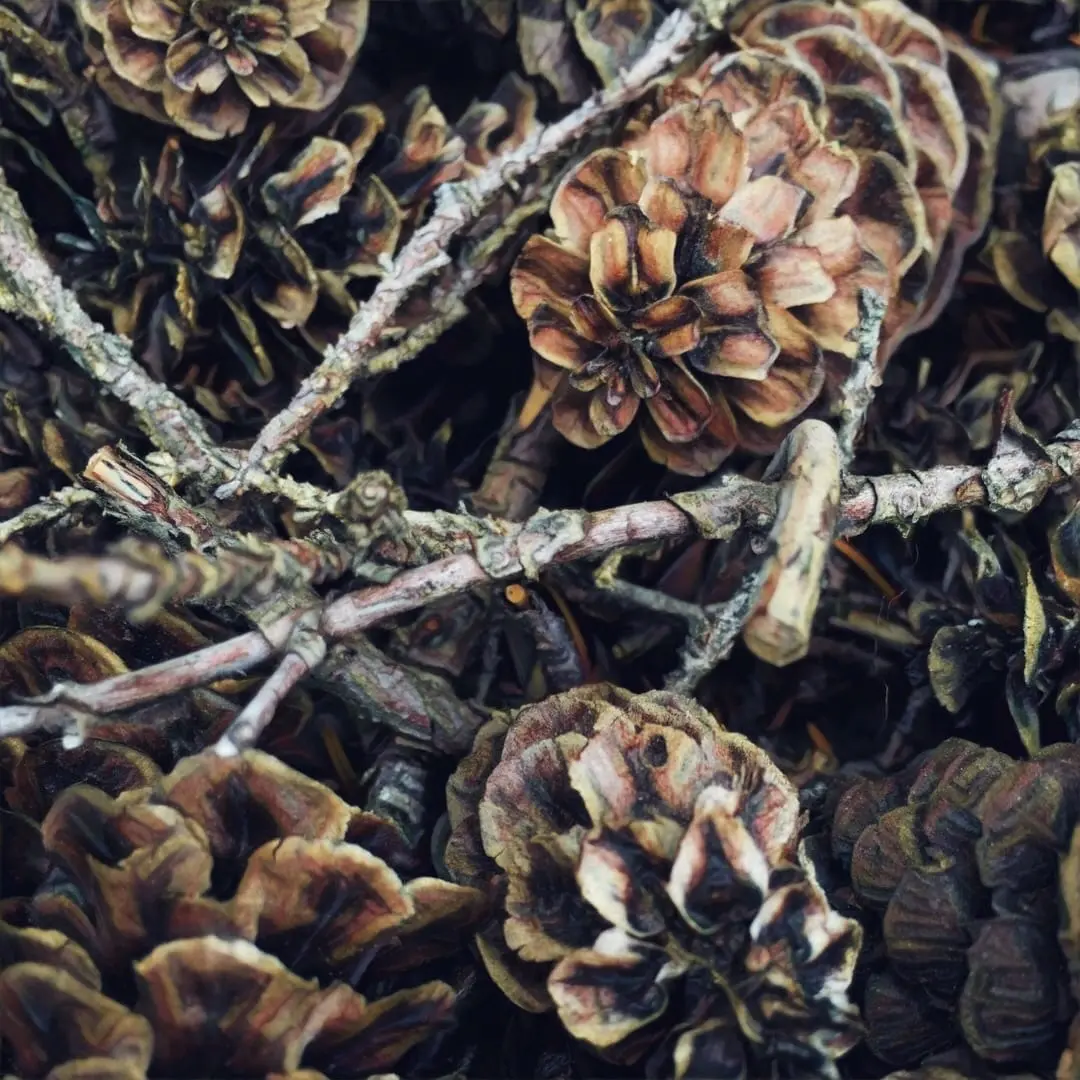 Pinecones on a low dose of LSD