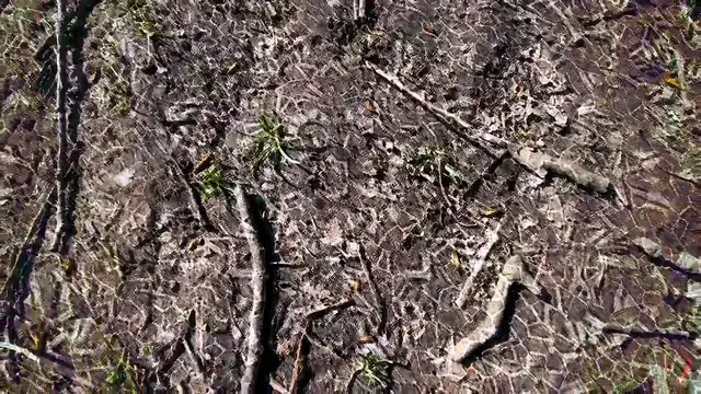 Recursion, environmental patterning. ( Mushroom walk )