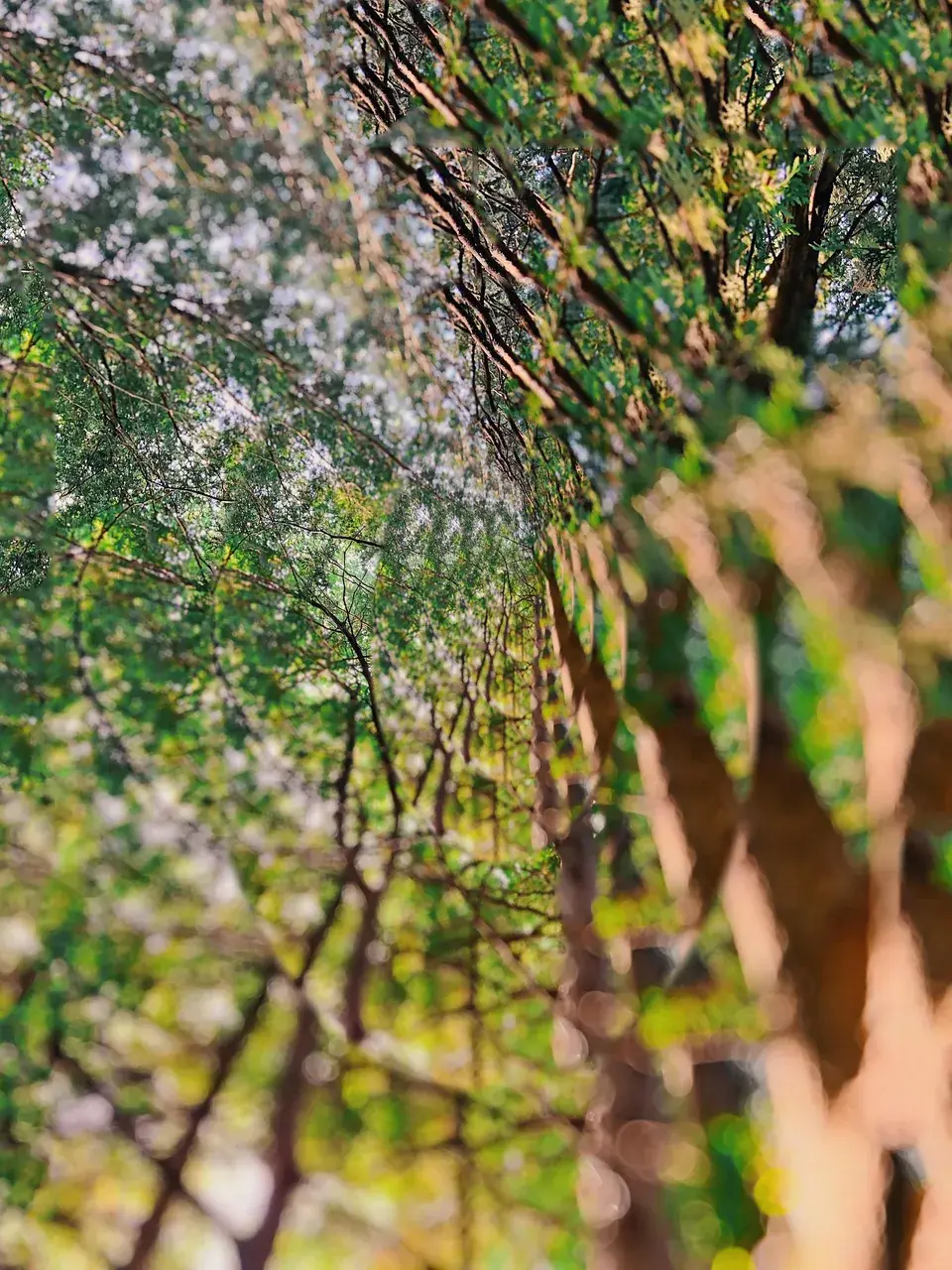 Climbing in the trees on acid - my original art