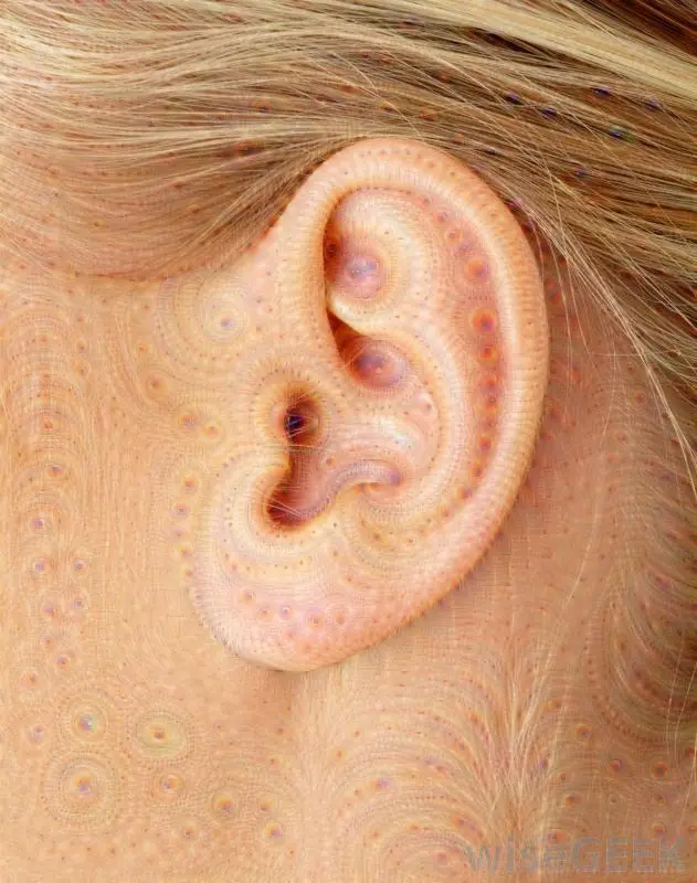 Appreciating the natural beauty of an ear