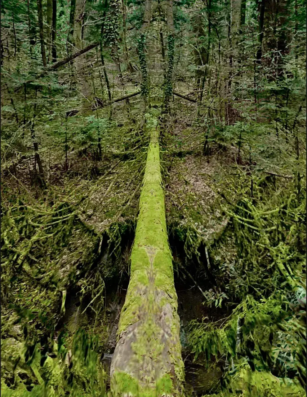 This is a place I’ve been on shrooms