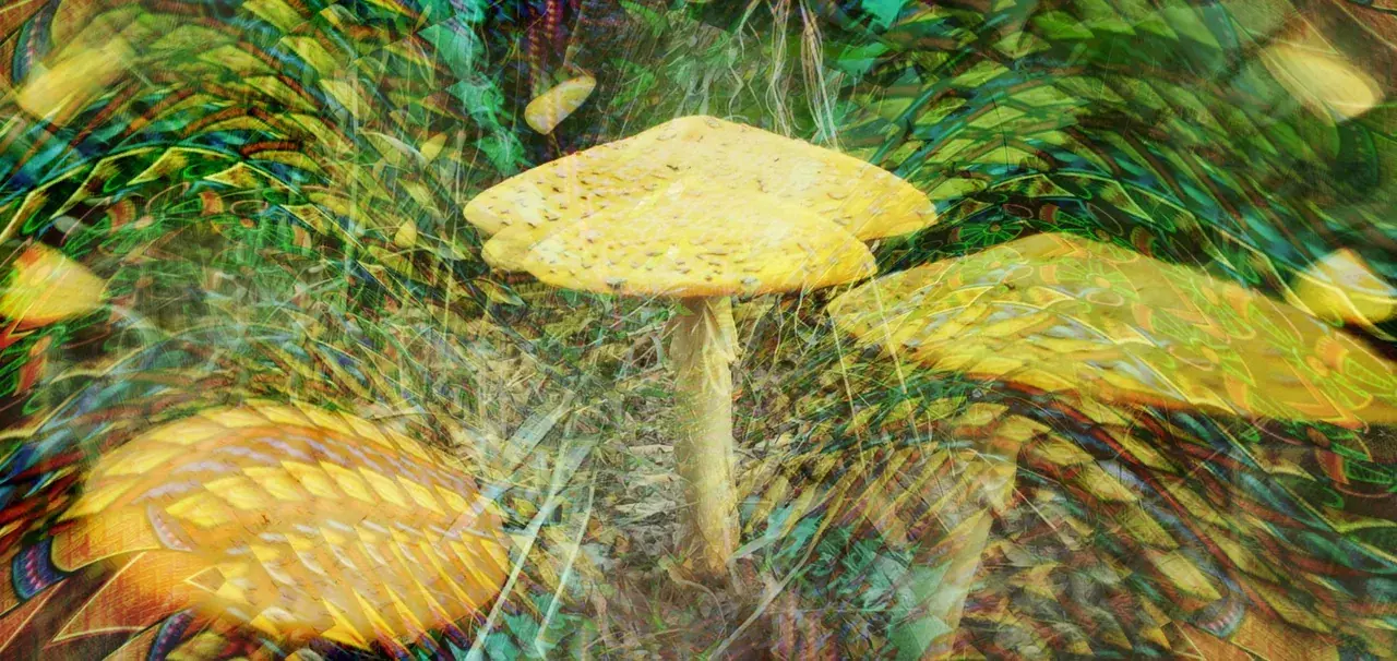 Salvia 60X [OC]