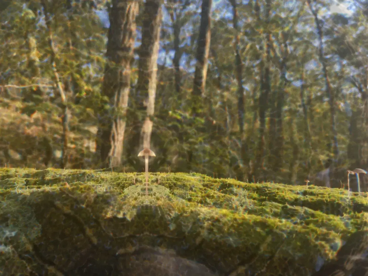 Our Natural Habitat (4-AcO-DMT)