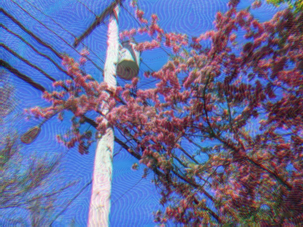 blossoms on lucy