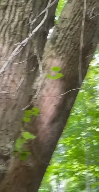 A cool natural kind of replication I saw outside this morning. It’s ripples on a creek reflecting light onto the trees above it. Sorry for shaky hands